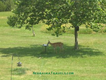 Deer drinking at bird bath