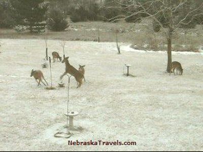 Deer "Fight" 