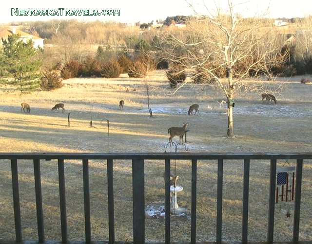 Deer drinking at 2 bird baths in back yard - Eastern Nebraska
