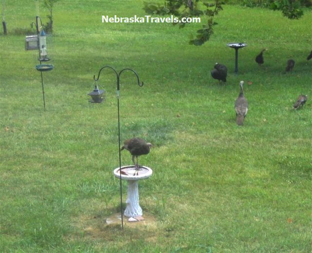 Wild Turkey perched on bird bath
