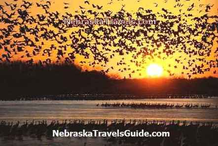 Sunrise Sandhill Cranes Group "Liftoff" - taken from Crane Trust Nature Viewing Blind on north edge of the Platte River in Nebraska