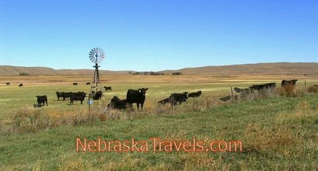 Western Nebraska Sandhills + Wooden Windmill - Cattle grazing on Grasslands