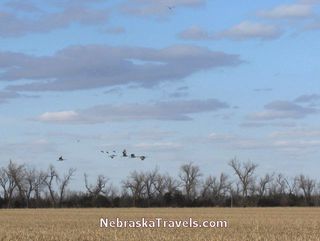 Sandhill Cranes flying over cornfield near Platte River during migration - Nebraska