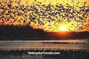 Sandhill Cranes Migration - Sunrise Crane Liftoff from the Platte River - Taken from a Crane Trust Viewing Blind 