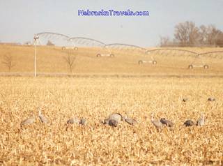 Sand hills cranes feeding in cornfield - with center pivot irrigation system in background.