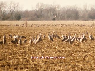 Sandhill Cranes feeding in a cornfield near the Platt River in Nebraska