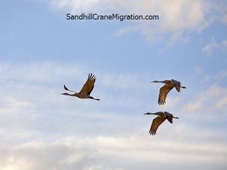 Three Sandhill Cranes flying over in blue sky
