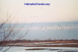 Sandhill Cranes Migration - flying in for roosting at Sunset on the Platt River - near, Grand Island, NE