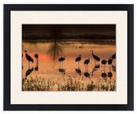 Sandhill Cranes framed prints - Wide Selection Available  